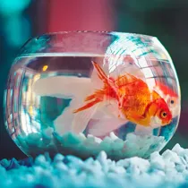 Small Animal, Fish & Bird category